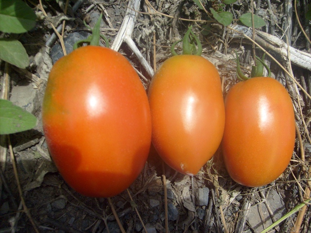 Determinate tomato 820-065 p2